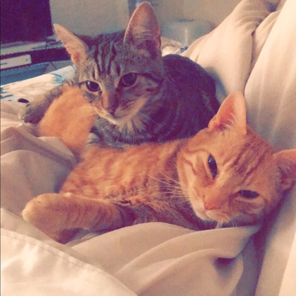 Meet your Posher, Anne - Picture 1 of 1